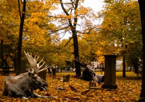 Helsinki secrets revealed: perjantainpullo – or young mooses at vanhan kirkkopuisto